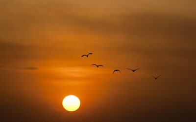 Extreme temperaturen geven risico’s voor negatieve geboorte-uitkomsten