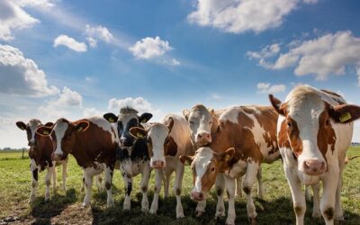Boerderijleven slecht of goed voor kinderen? Deskundigen leggen uit