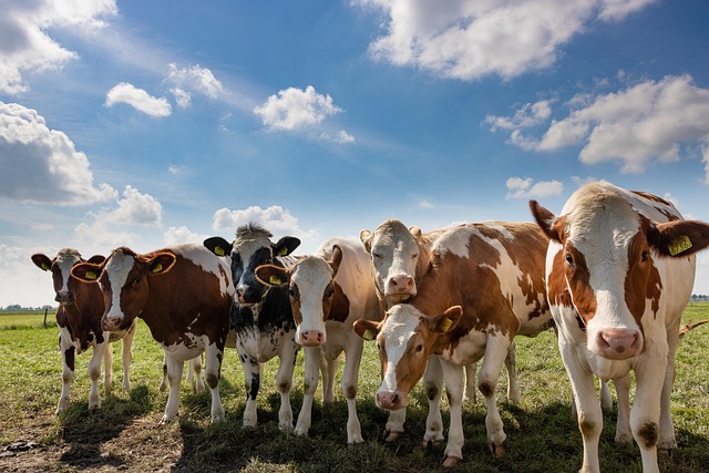 Boerderijleven slecht of goed voor kinderen? Deskundigen leggen uit